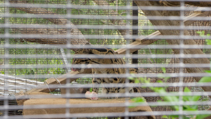 Small cat - zoo de san diego