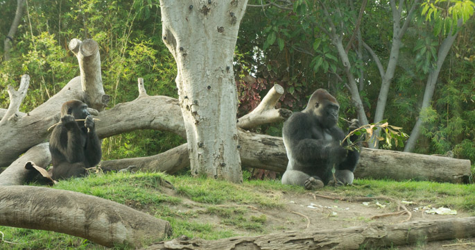 Gorille - Zoo de San Diego