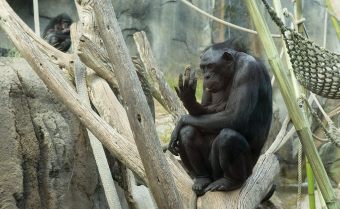 Bonobo - Zoo de San Diego