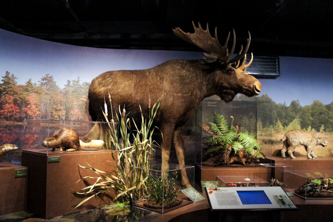 Moose - New england Forests - Harvard Museum