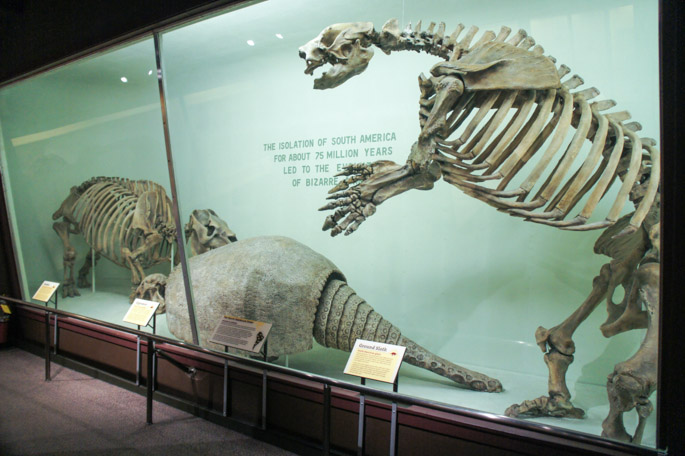 Dinosaurs - Harvard Museum