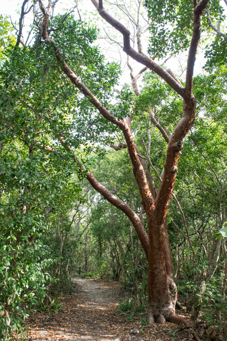 Gumbo limbo - l'arbre à touriste des keys