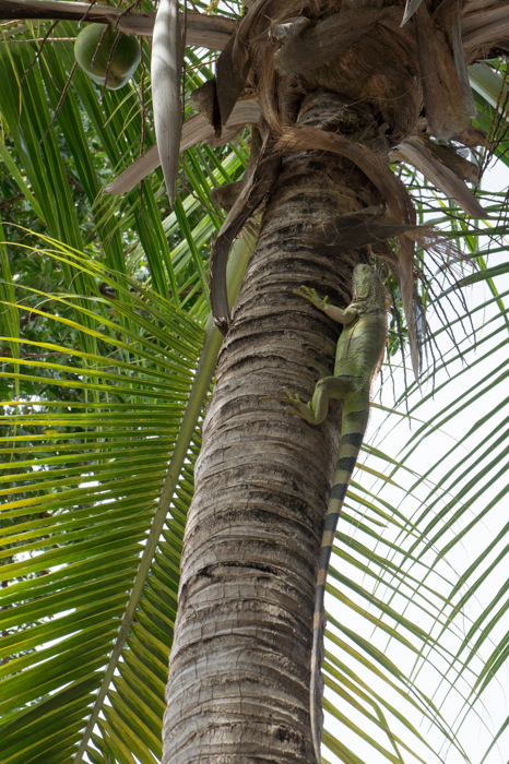 Iguane dans le palmier - Keys Floride