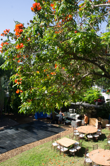 Tulipier d'Afrique - Hemingway House - Key West