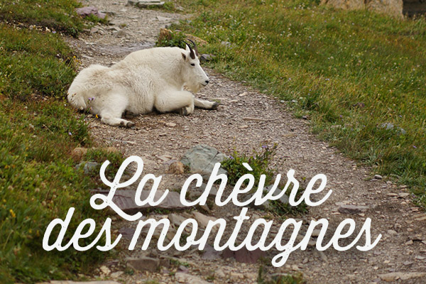 La chèvre des montagnes - the mountain goat - Montana