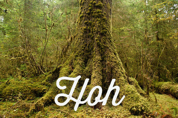 Hoh Rainforest - Olympic National Park - Washington