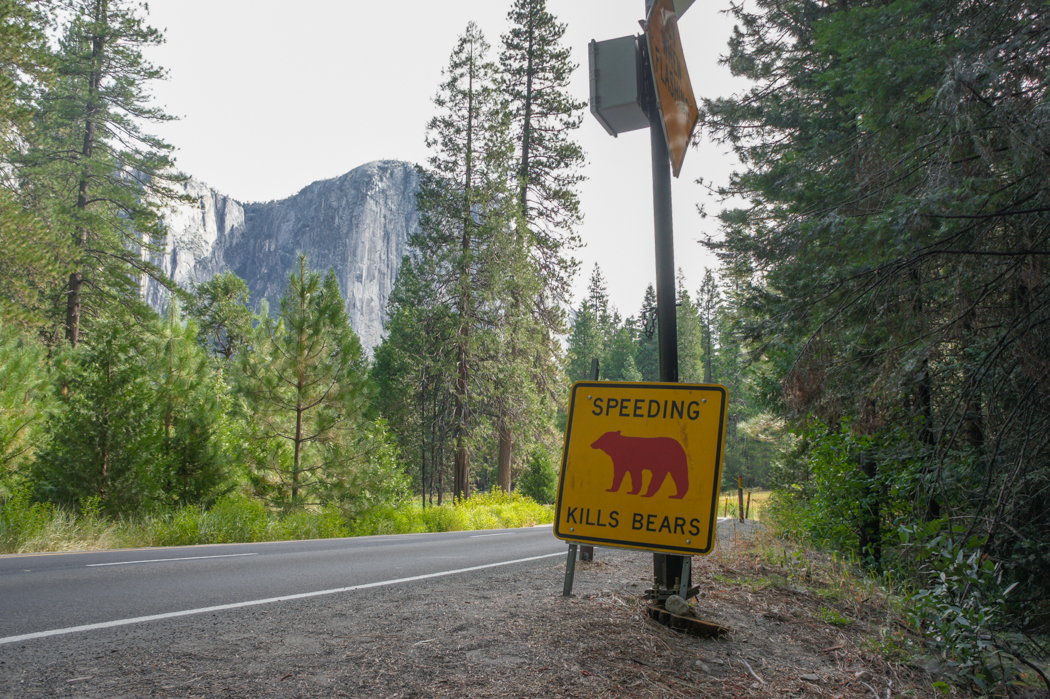 Yosemite National Park - Bear
