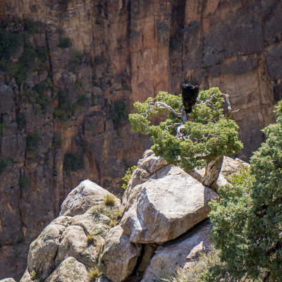 road trip sud ouest américain vautour dans son nid Colorado