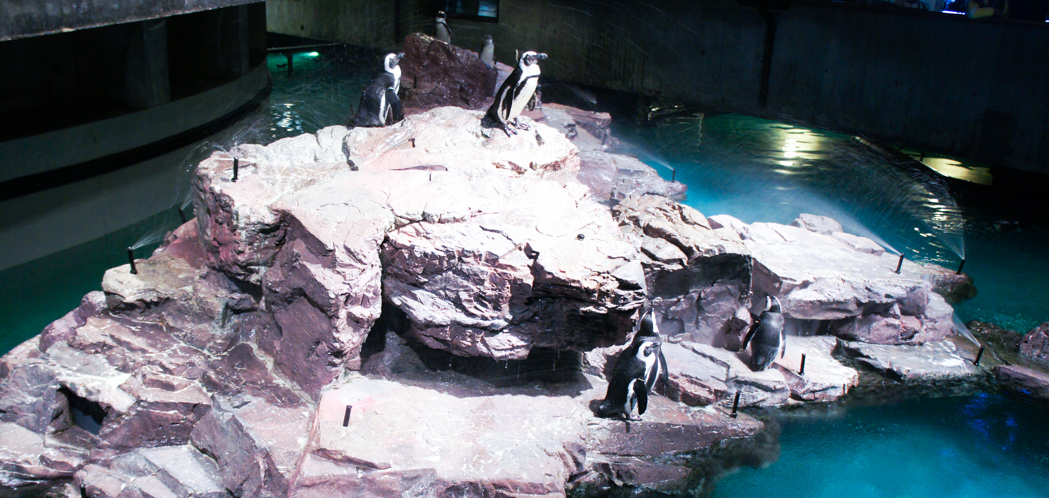 Les pingouins de l'aquarium de Boston