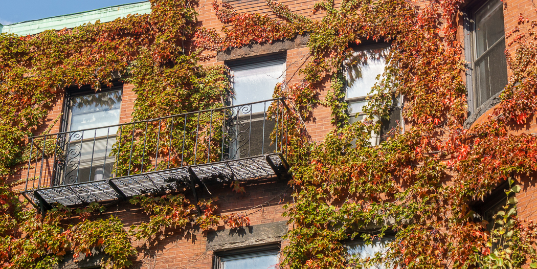 Fall Boston ivy