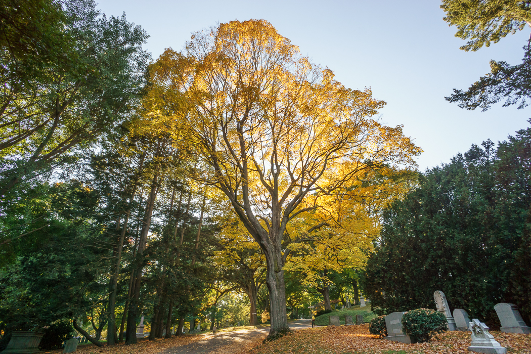 Mount Auburn arbre jaune