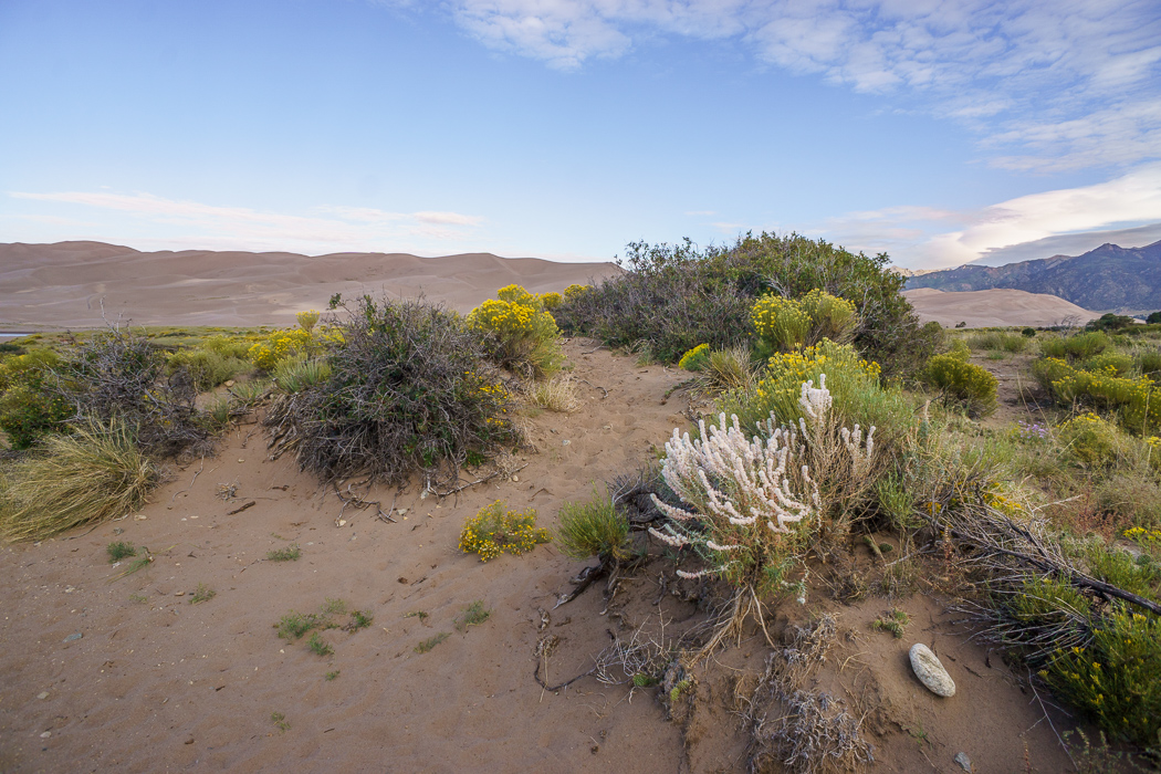 Great Sand Dunes fleurs sauvages 1