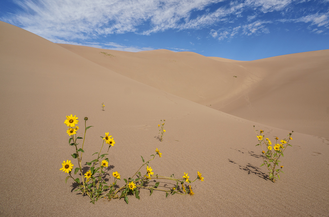 Great Sand Dunes Colorado petites fleurs sauvages jaunes dans les dunes de sable