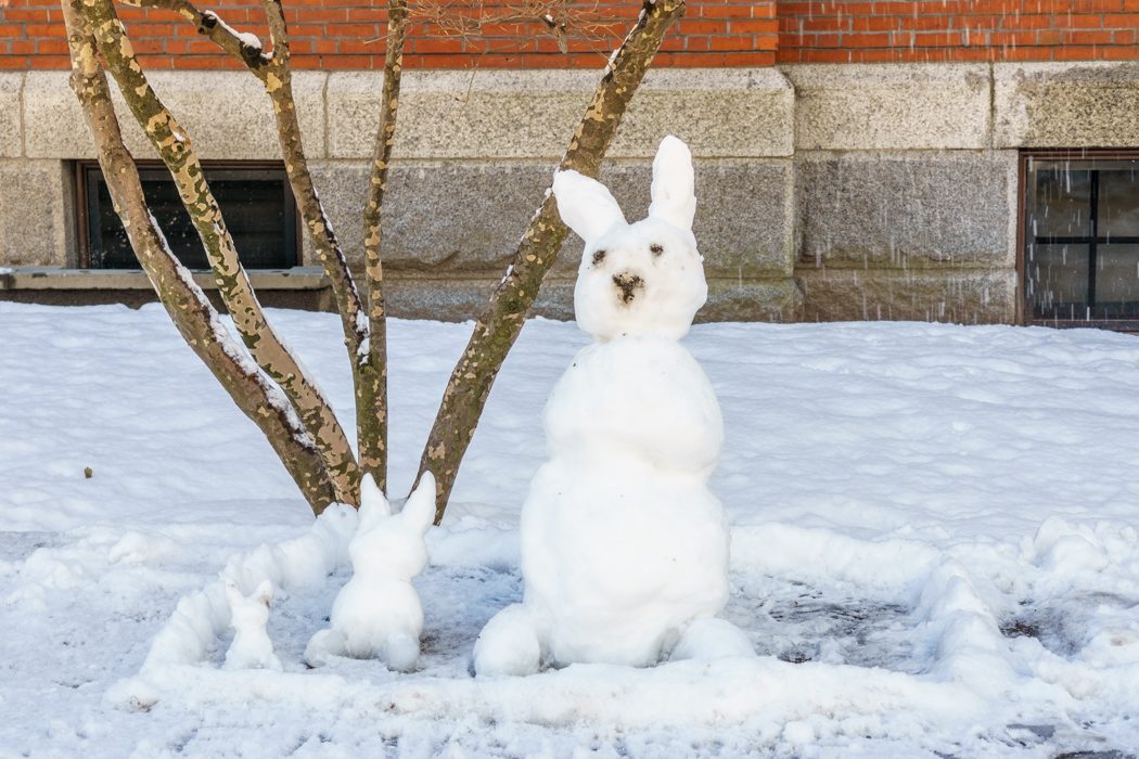 Harvard Art Museum - Harvard Yard - lapins bonhomme de neige