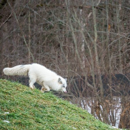 Voyage Quebec Parc omega renard arctique blanc