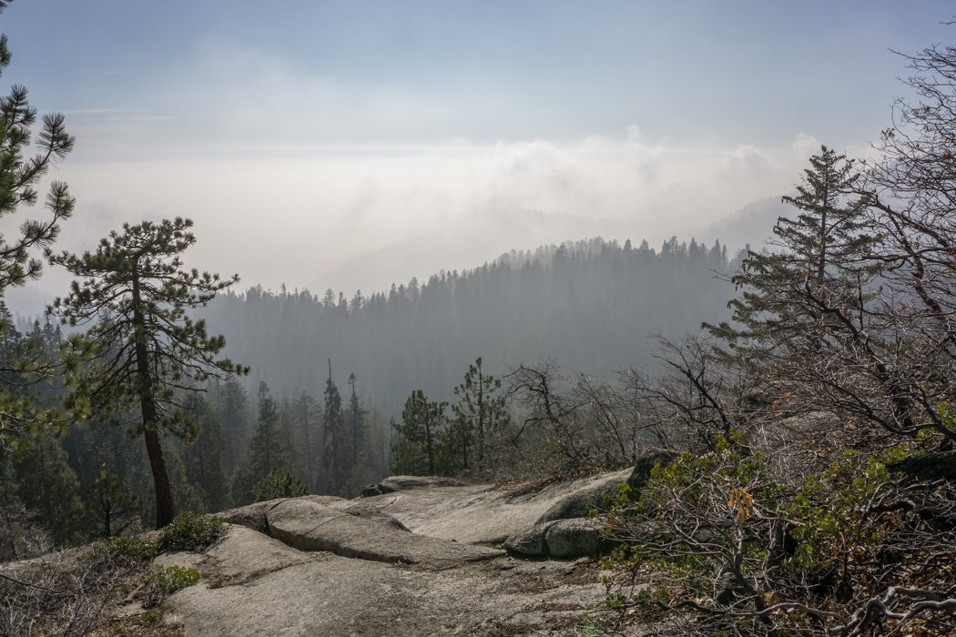 Sequoia national park californie lumière de fin d'après-midi