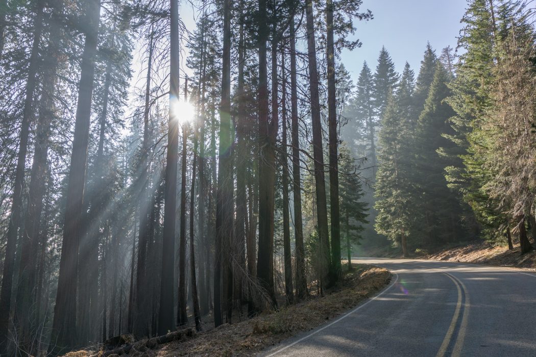 Sequoia national park californie - sur la route
