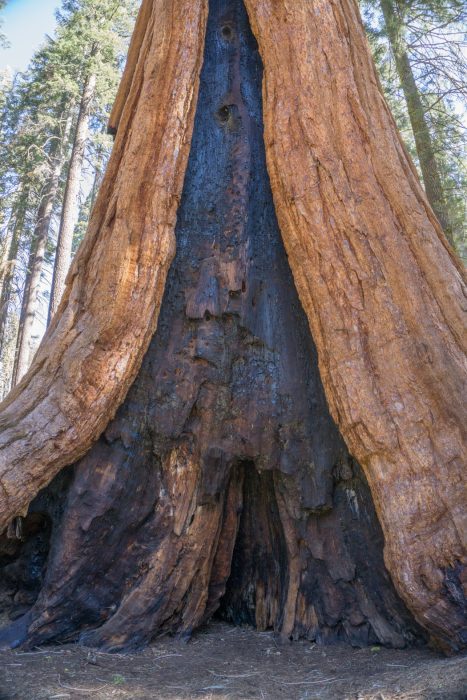 sequoia national park californie écorce de séquoia