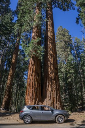 sequoia national park californie-4