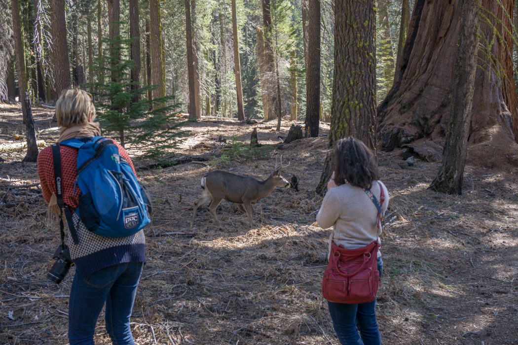 sequoia national park californie une biche et des photographes