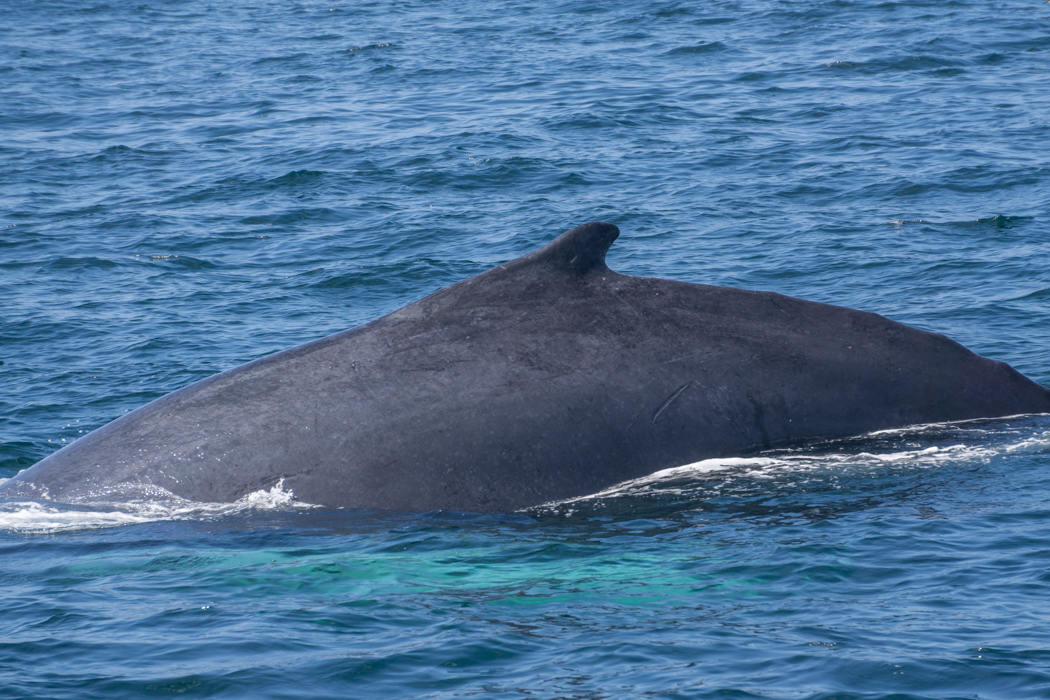 Baleines boston-1