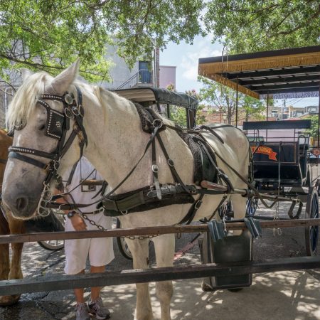 Charleston Historic District - carriage ride - promenade en calèche