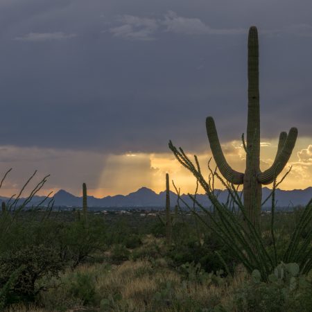 Arizona - Saguaro national park