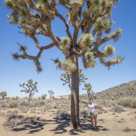 california - joshua tree
