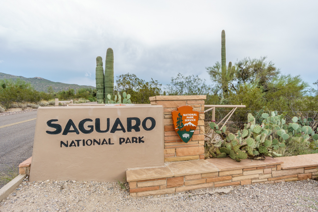 Saguaro Cactus Arizona-1
