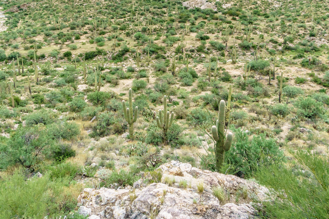 Saguaro Cactus Arizona-10