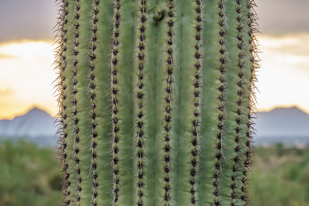 Saguaro Cactus Arizona-13