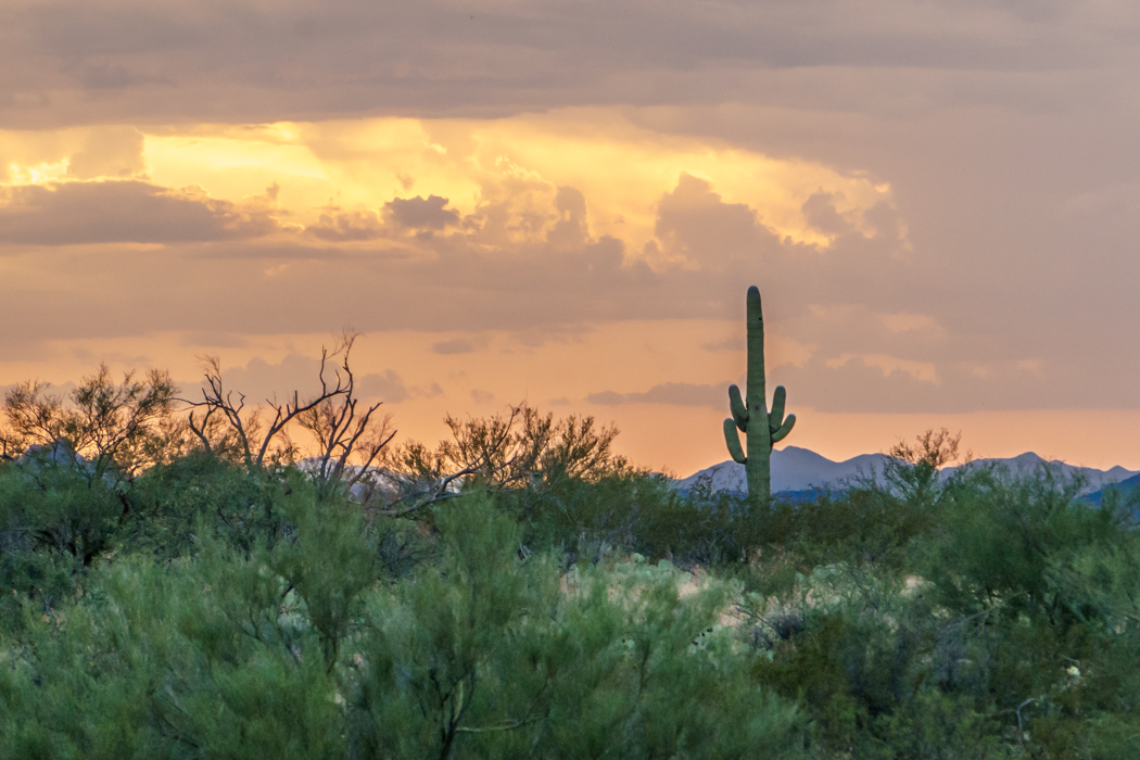 Saguaro Cactus Arizona-15