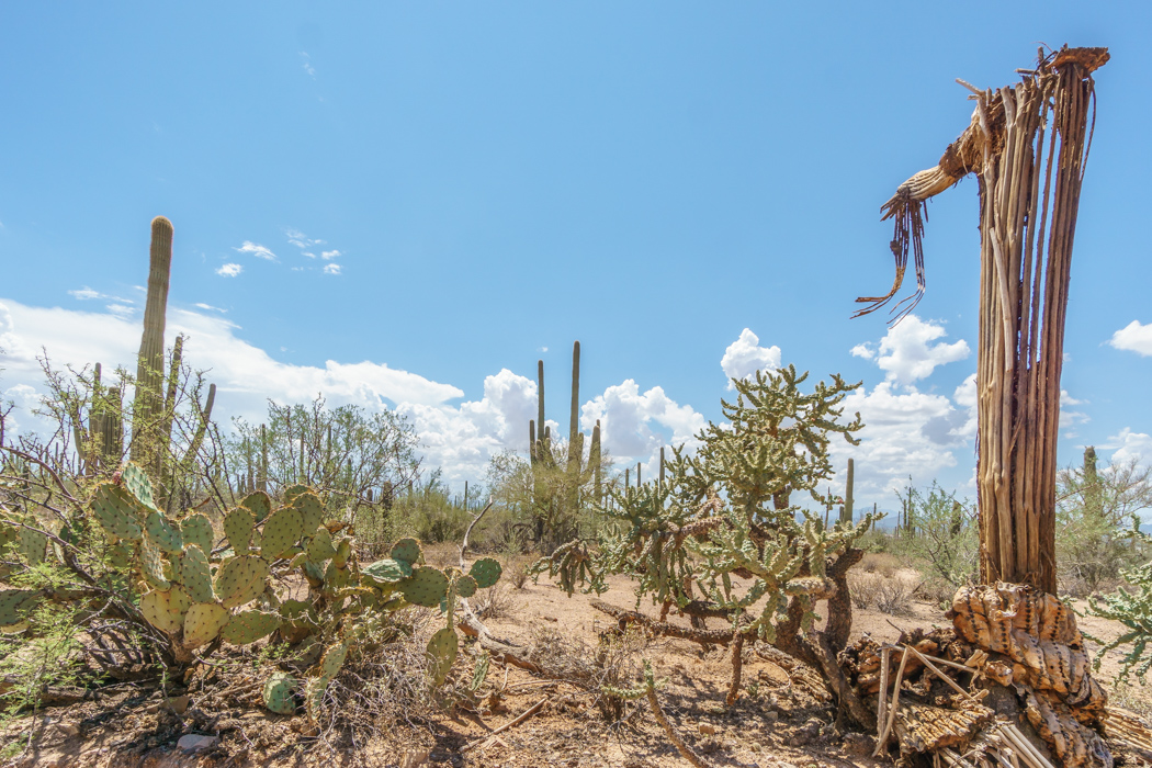 Saguaro Cactus Arizona-16