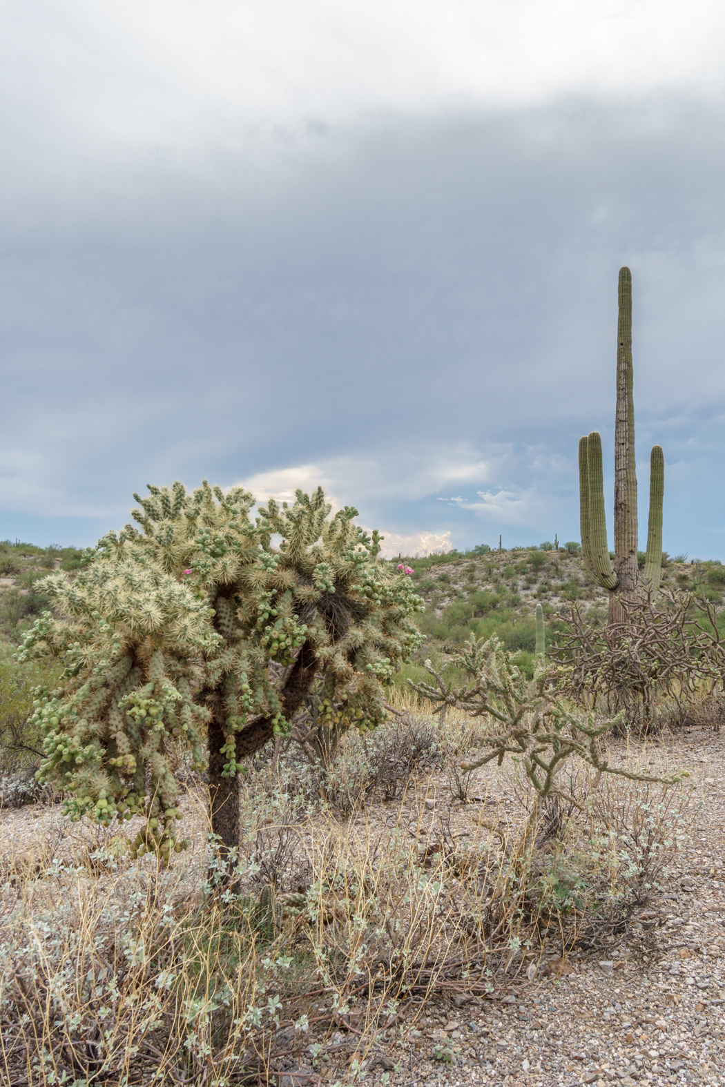 Saguaro Cactus Arizona-3