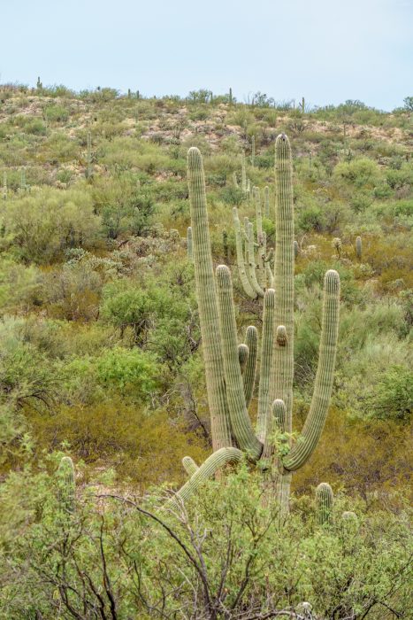 Saguaro Cactus Arizona-4