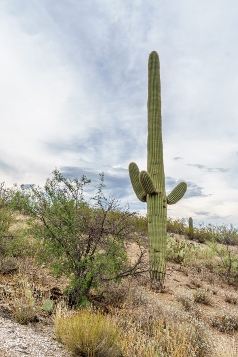 Saguaro Cactus Arizona-5