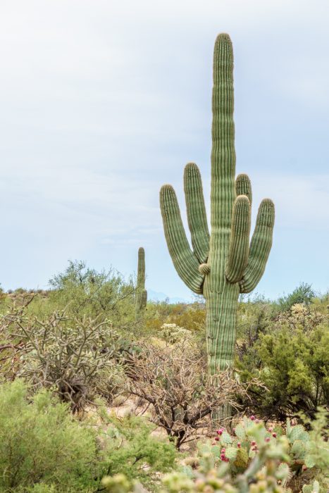 Saguaro Cactus Arizona-6