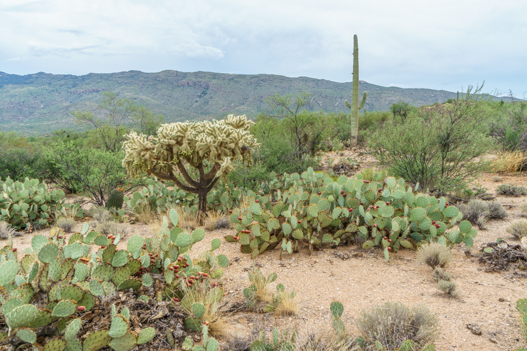 Saguaro Cactus Arizona-7