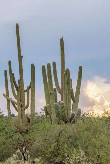 Saguaro Cactus Arizona-8