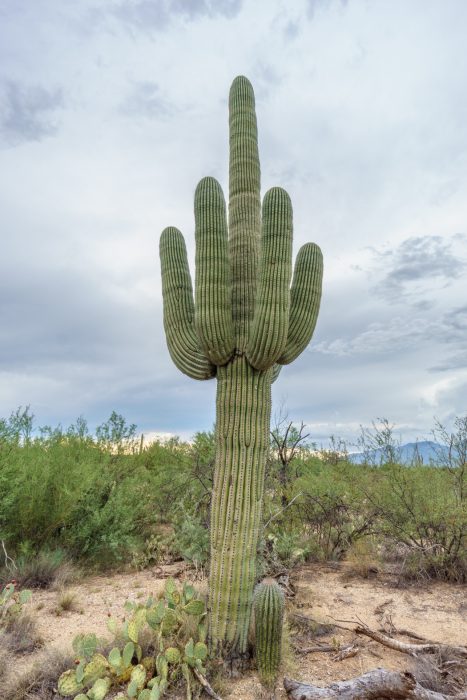 Saguaro Cactus Arizona-9