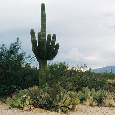 CActus Saguaro
