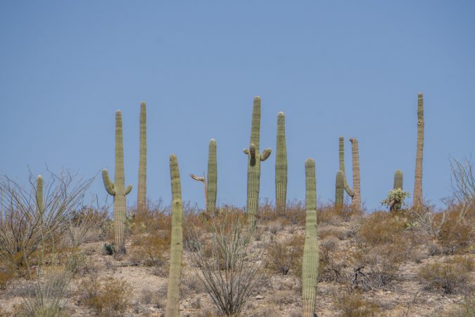 Tucson Arizona saguaro