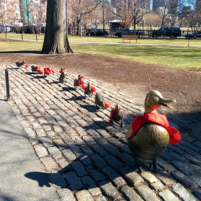 Les canards du Jardin Public Boston
