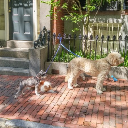 Boston promeneur de chiens