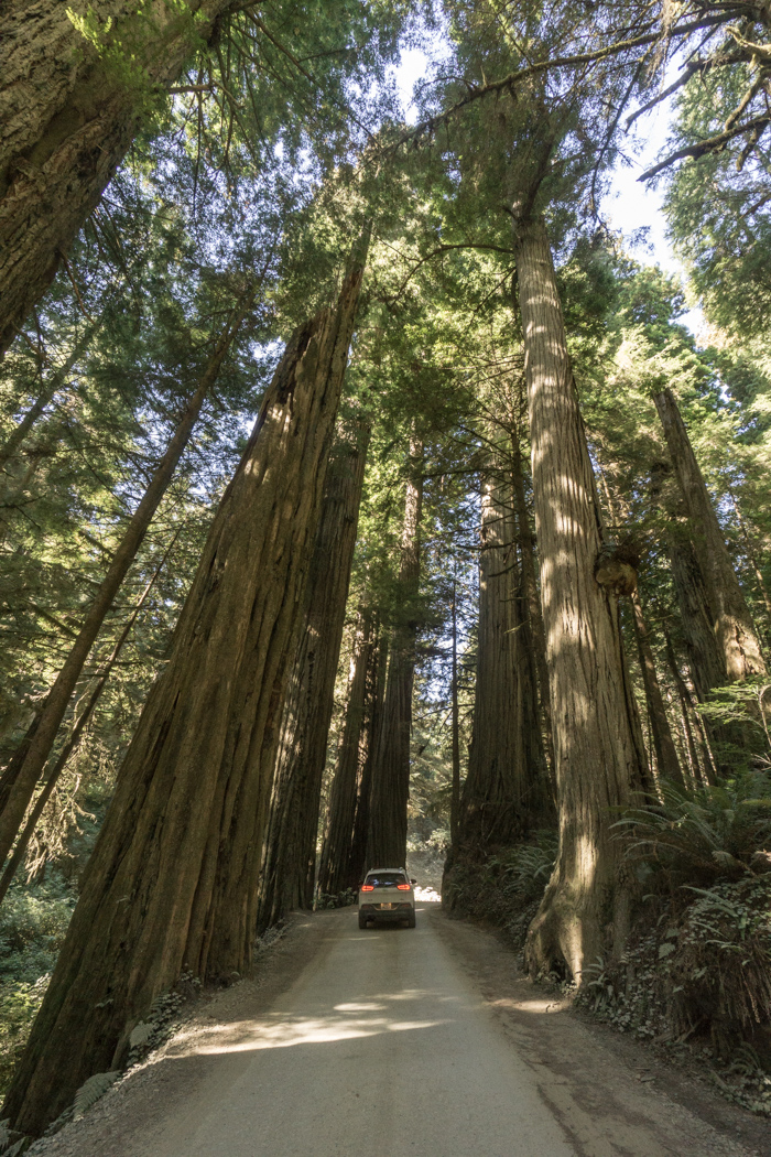 foret-redwoods- californie 2