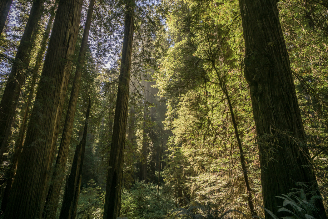 foret-redwoods californie