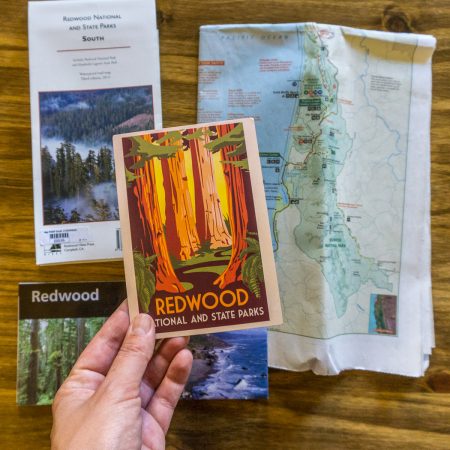 Redwoods california cartes postales