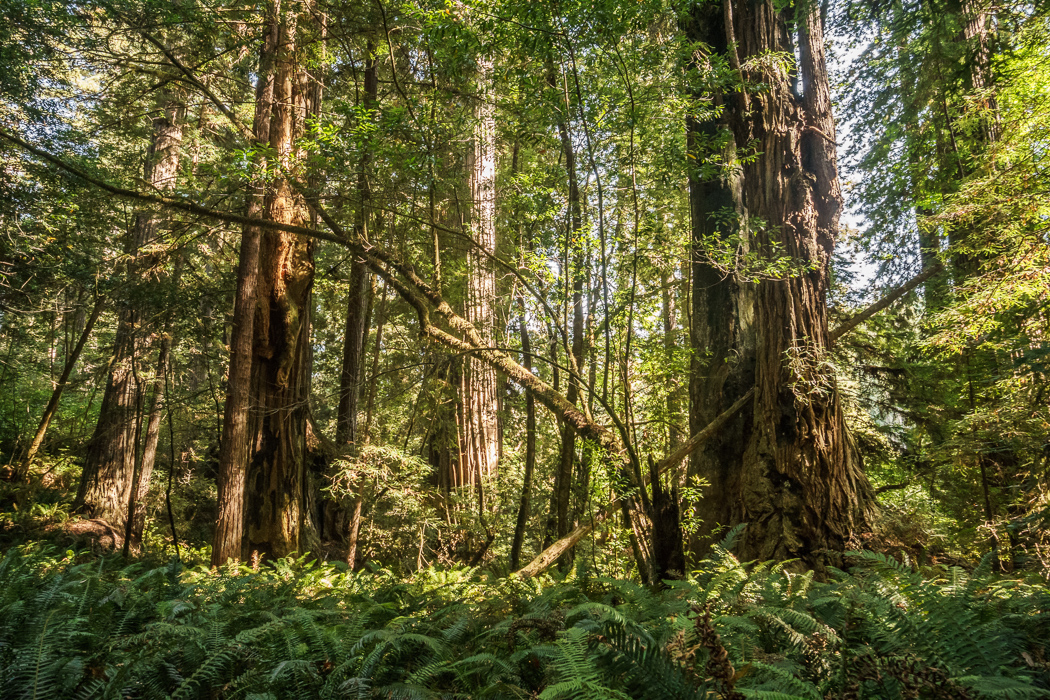 redwood-sequoia-california-11