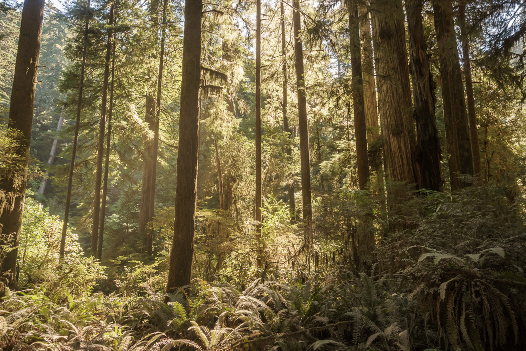 redwood-sequoia-california-2