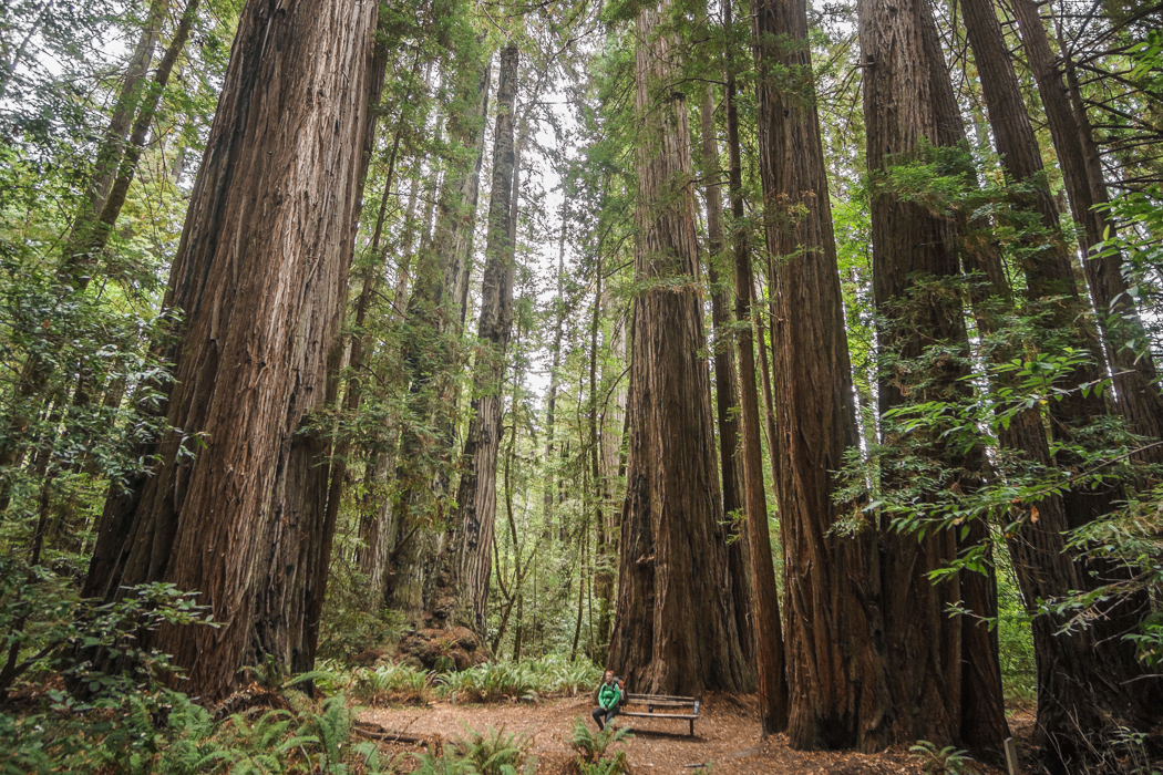 redwood-sequoia-california-23